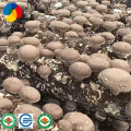 Mass- produced and hot sale Shiitake Mushroom Spawns