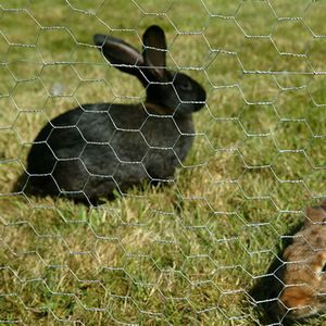 rabbit-netting