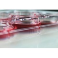 Cell Culture Plates 12 Well