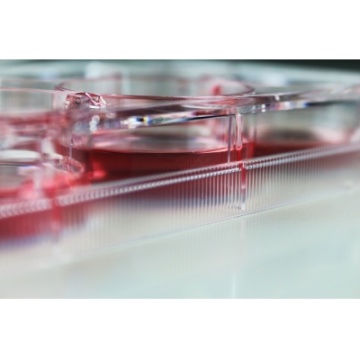 12 Well Cell Culture Plates