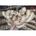 Carton Packing Good Quality Fresh Ginger