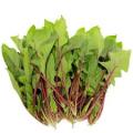 Factory Supply Best quality red spinach extract powder