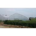 Film Single span greenhouse for vegetables