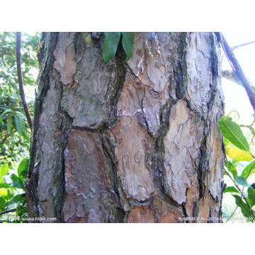 High Quality Pine Bark Plant Extract