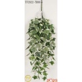 32"Algerian Ivy hanging bush