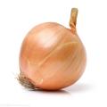 Fresh yellow Onion for Exporter