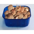 FDA Approval Custom-Made Different Types PP Mushroom Tray