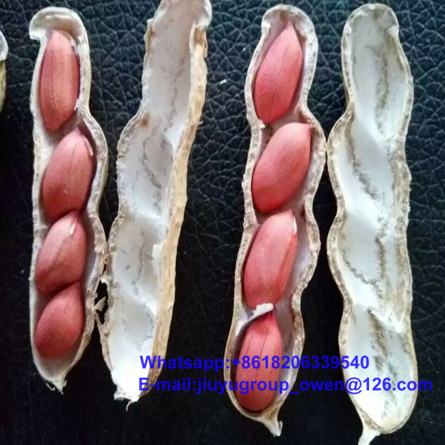 New Crop China Origin Groundnut Kernel