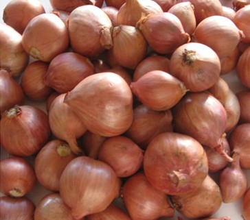 Fresh Shallot with High Exporting Quality