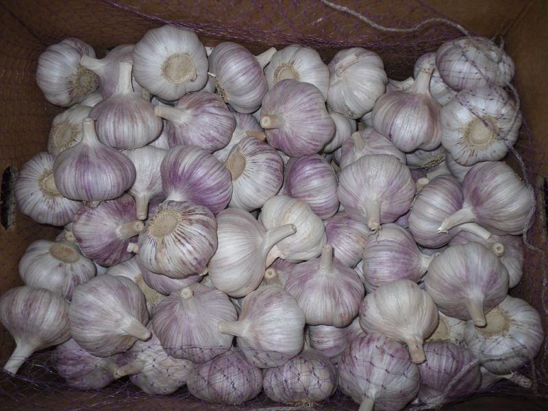 New Small Mesh Bag Packing Pure White Garlic