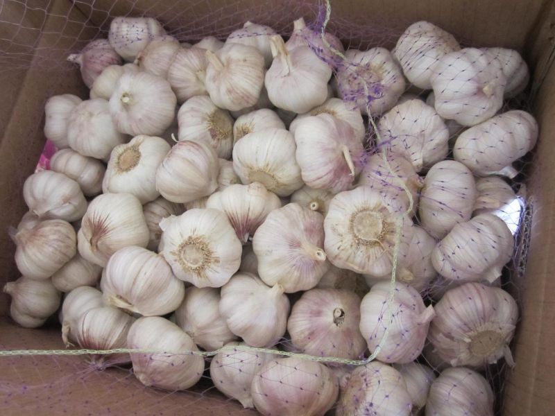 2015 New Crop Small Mesh Bag Packing Garlic