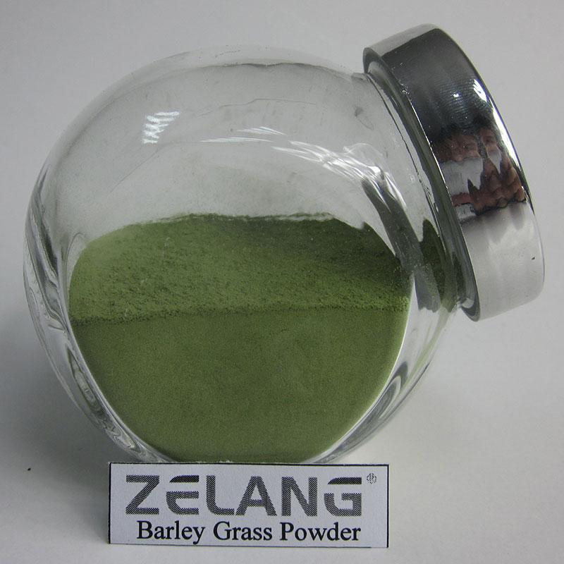 Wholesale Fine Barley Grass Powder Organic in Bulk