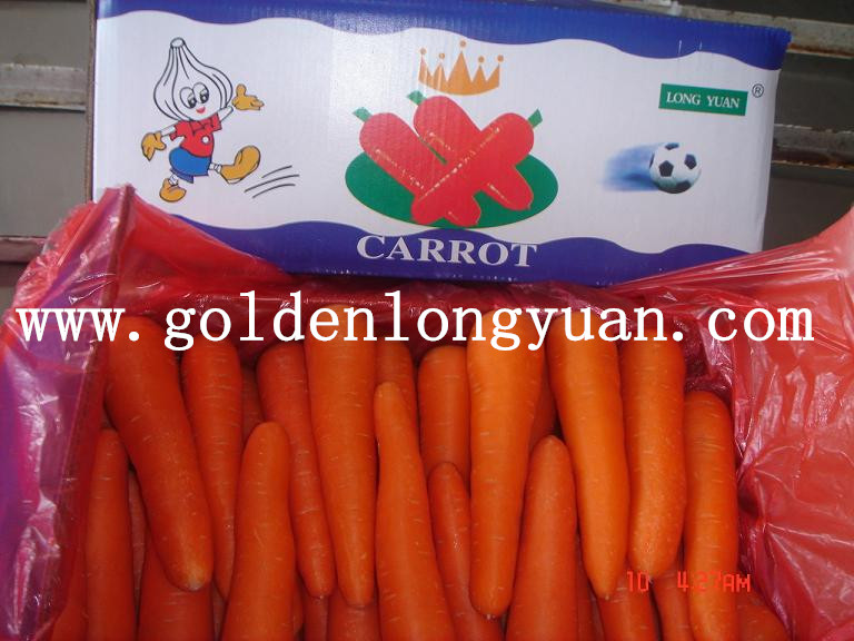 Bright Red Color Fresh New Crop Carrot