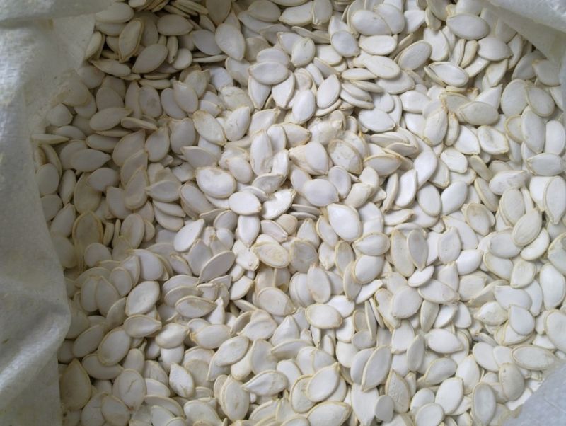 New Crop/ Competitive/High Quality Snow White Pumpkin Seeds