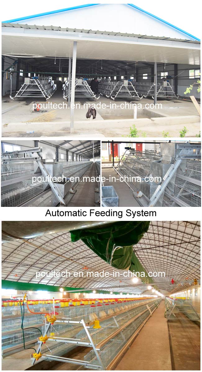 Automatic Pullet Farm Layer/Broiler/Pullet Chicken Cage