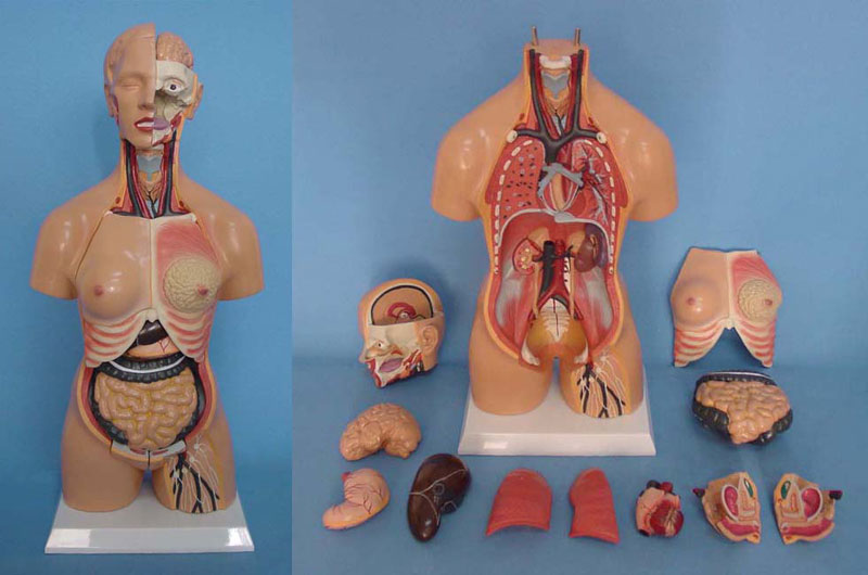 Amphoteric Human Torso Abdomen Anatomy Model for Medical Demonstration