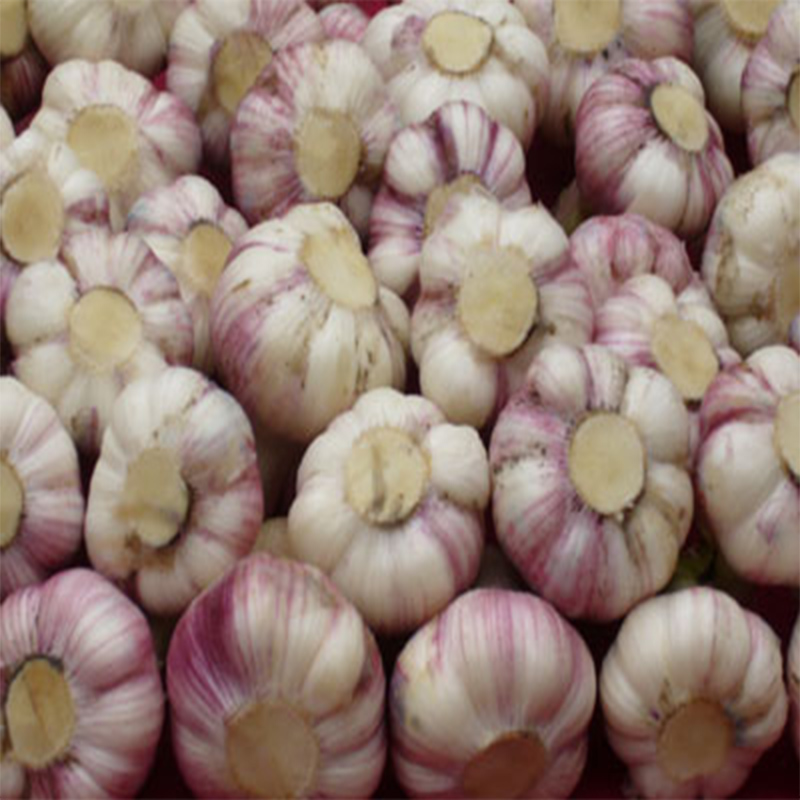 Chinese New Crop Purple Color Garlic