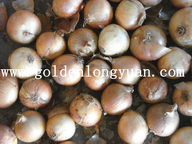 Export Quality Fresh New Crop Yellow Onion