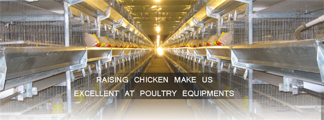 H Type Galvanized Poultry Pullet Battery Cage for Sale