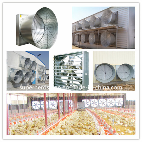 Full Set Automatic Poultry Farm Machinery for Broiler