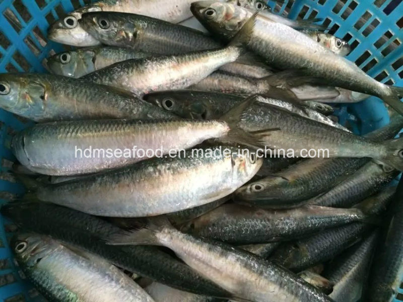 Frozen Sardinella Fish (Sardinella Longiceps) Wr for Bait