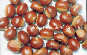 New Crop Chinese Organic Fresh Chestnut