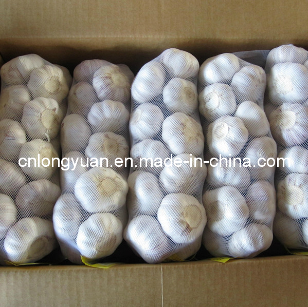 Fresh Normal White Garlic Packed with Carton