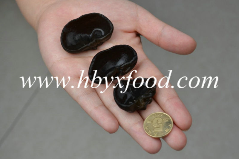 Black Fungus, Wood Ear, Cloud Ear Fungus