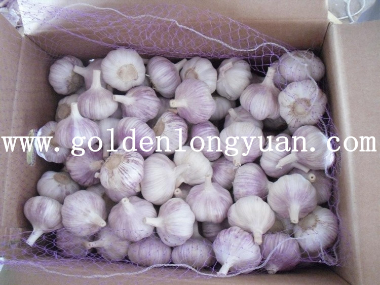 Fresh Normal White Garlic New Harvest