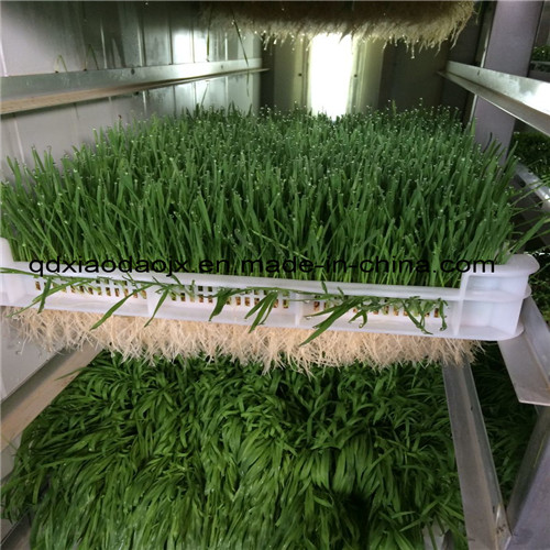 Automatic High Quanlity Bean Sprout Growing Machine