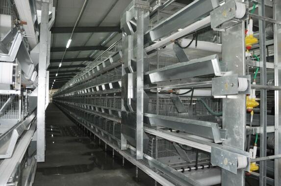 Poultry Farm Equipment of H Type Layer Cage