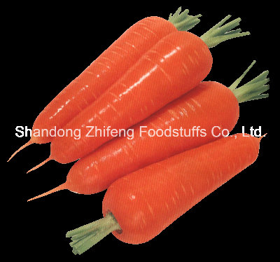 2016 Crop Fresh Shandong Carrot