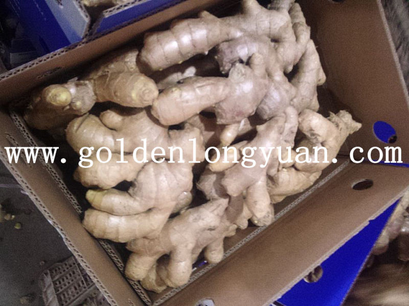 Fresh Ginger From Local Factory