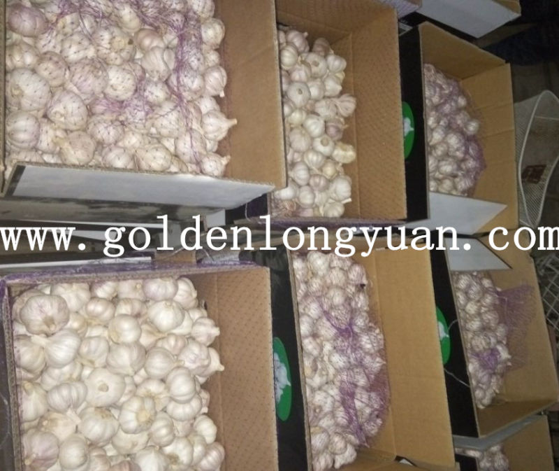 Normal White Garlic Packed in 10kg Carton