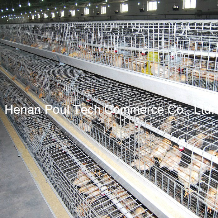 Pullet Brooder Chicken Cage System