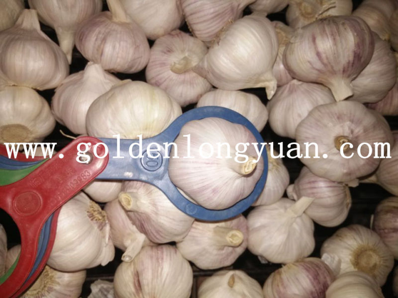 Health Chinese Fresh New Crop Garlic