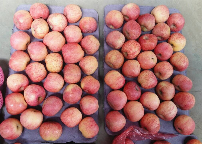 2016 New Crop Fresh Red FUJI Apple