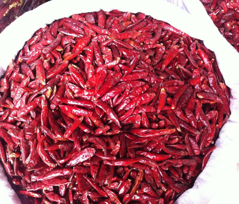 New Crop Dried Red Chilli