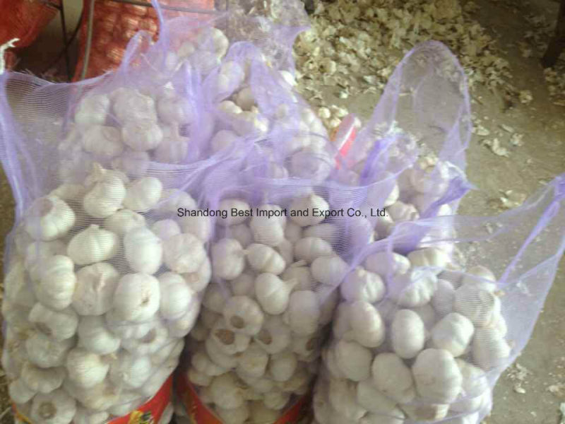 Fresh Pure White Garlic 4.5-6.5cm