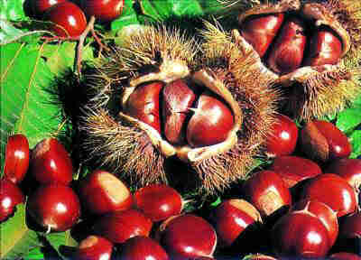 Competitive Price New Crop Fresh Chestnut