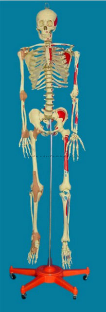 170 Cm Medical Human Skeleton Model with Painted Muscle & Ligament