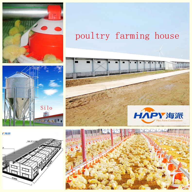 Layer Cages in Poultry House for Chicken with Low Price