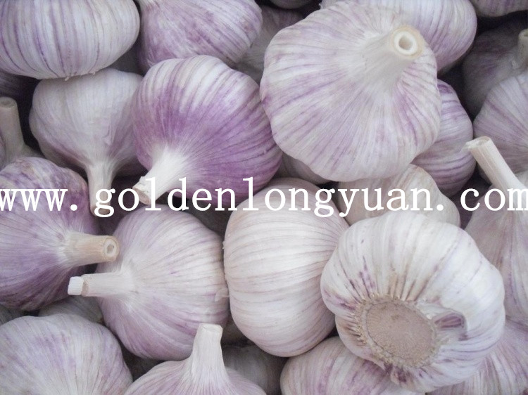 Fresh New Crop Red Garlic From Shandong