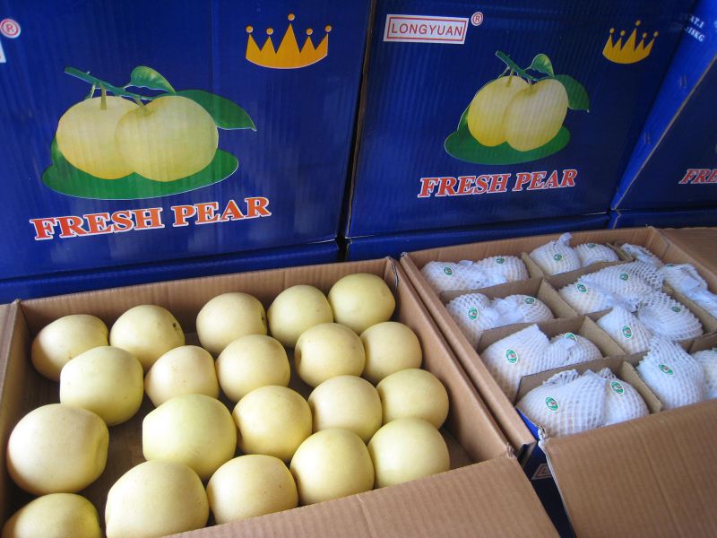 Fresh Golden Pear/Crown Pear