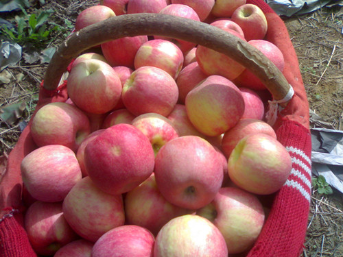 2015 Fresh Qinguan Apple with High Quality