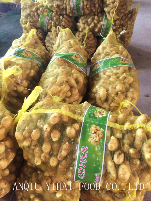 Good Quality Fresh Ginger Mesh Bag 150g and up