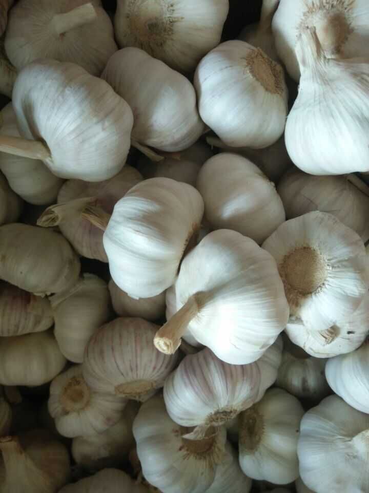 New Season Fresh Garlic (4.5CM, 5.0CM, 5.5CM, 6.0CM)