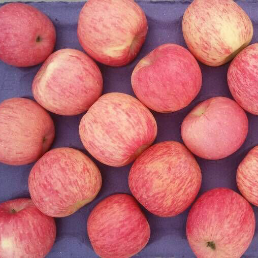 New Crop High Quality Fresh FUJI Apple