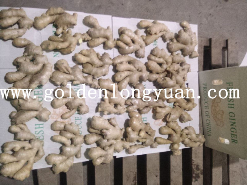 Whole Air Dry Ginger From Shandong