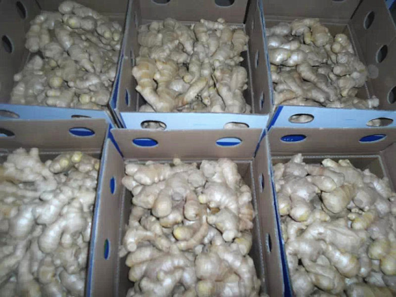 New Crop Whole Air Dry Ginger